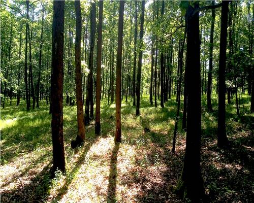 Teren forestier cu padure 484 ha si 240 ha, judetul Mehedinti