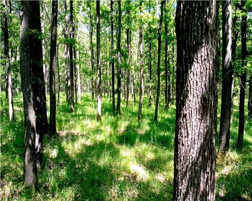 Teren forestier cu padure 484 ha si 240 ha, judetul Mehedinti  de vanzare
